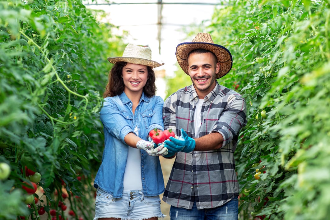 Couple of local agro business checking tomato at plant